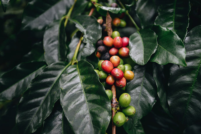Coffee plantation